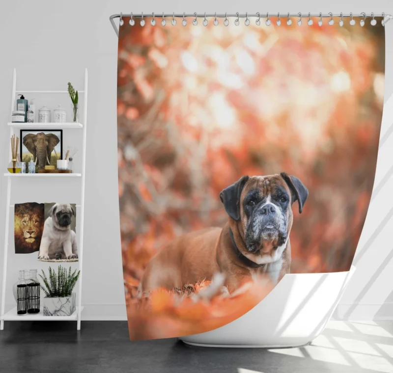 Boxer Enigmatic Stare Canine Wonder Shower Curtain