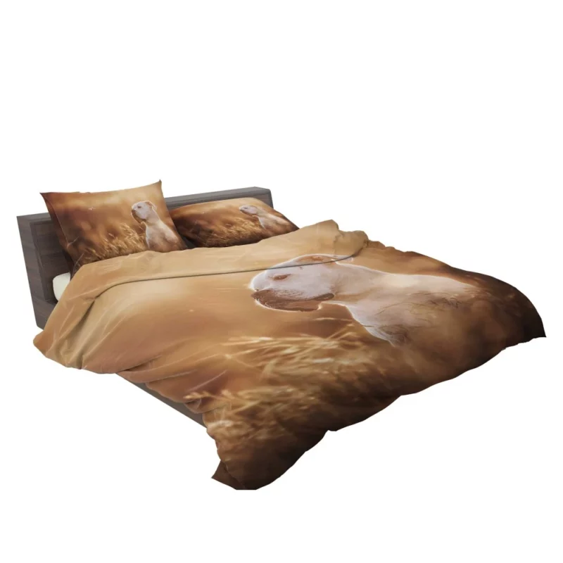 Boxer Playful Muzzle Canine Joy Bedding Set 2