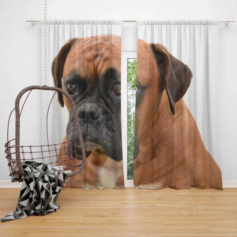 Boxer Soulful Portrait Pensive Pup Curtain