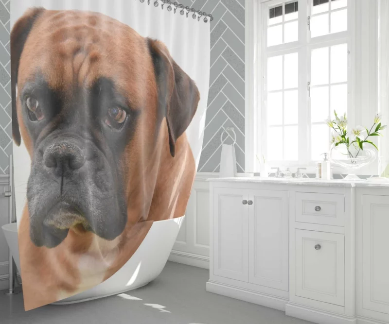 Boxer Soulful Portrait Pensive Pup Shower Curtain 1