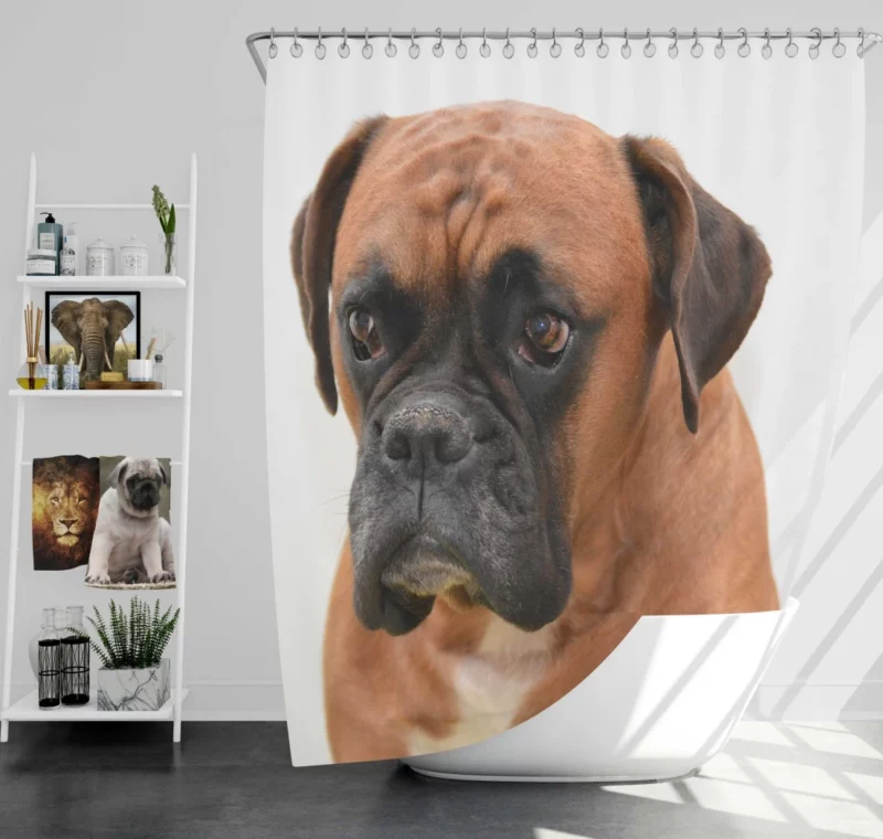 Boxer Soulful Portrait Pensive Pup Shower Curtain