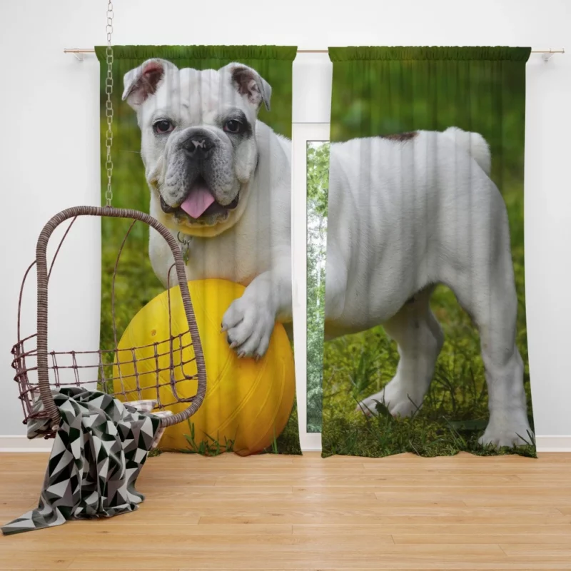 Bulldog Ball Game Playful Enthusiasm Curtain