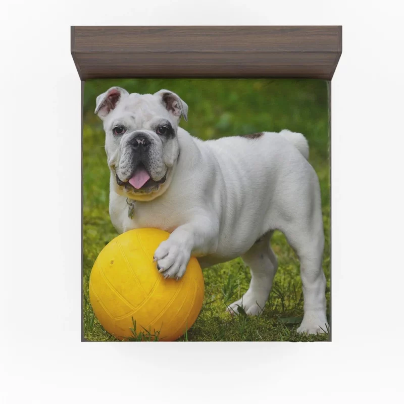 Bulldog Ball Game Playful Enthusiasm Fitted Sheet 1