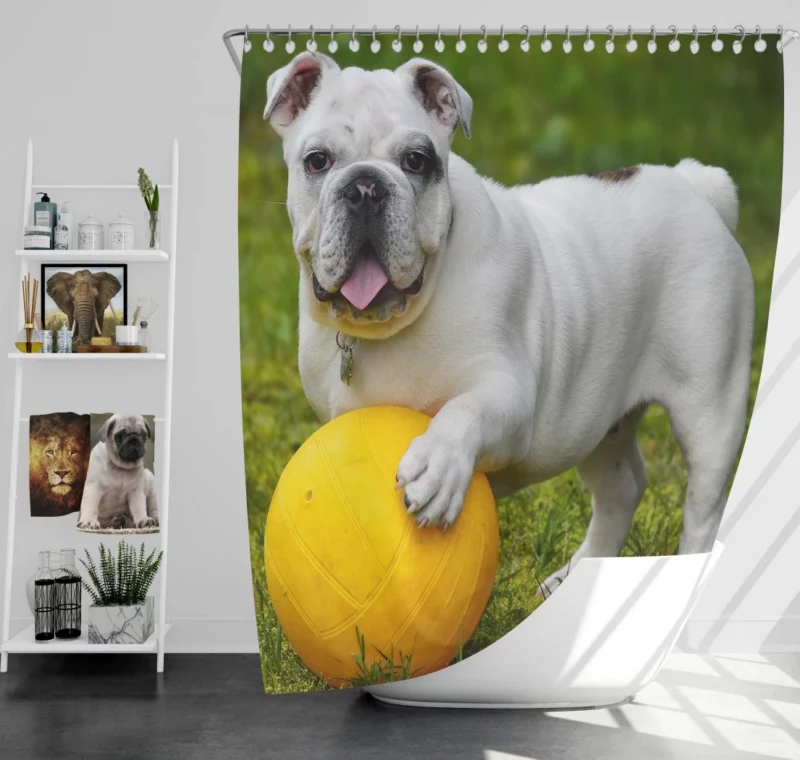 Bulldog Ball Game Playful Enthusiasm Shower Curtain