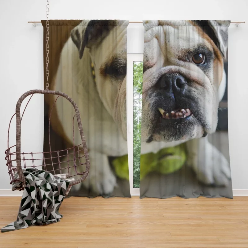 Bulldog Charming Muzzle Endearing Persona Curtain