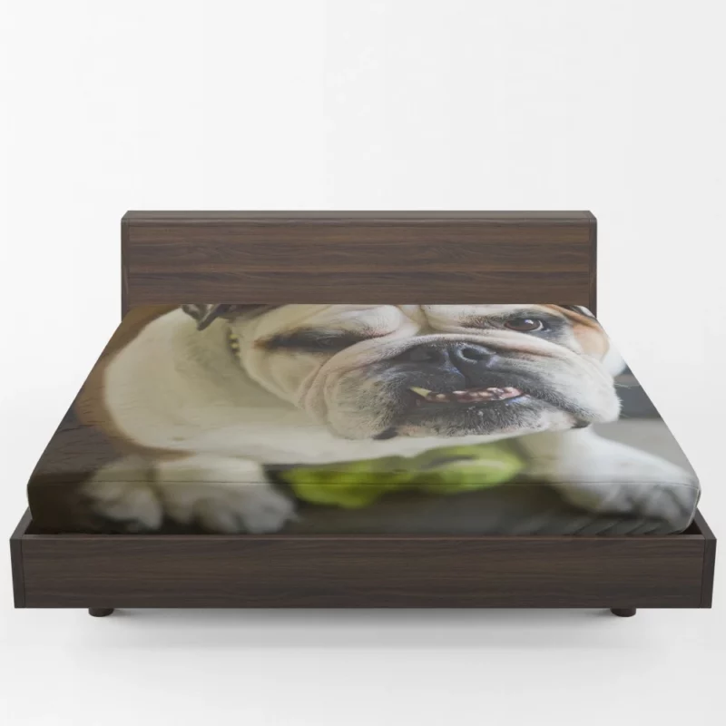 Bulldog Charming Muzzle Endearing Persona Fitted Sheet