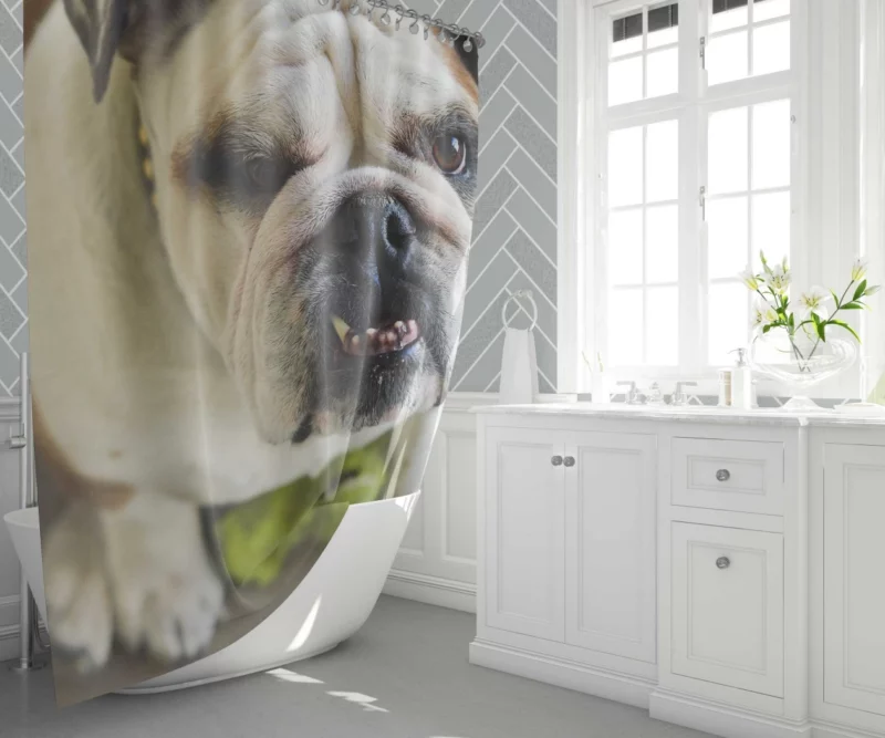 Bulldog Charming Muzzle Endearing Persona Shower Curtain 1