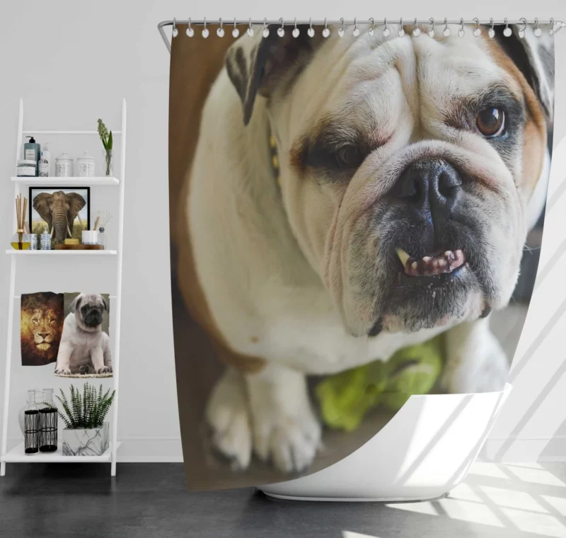 Bulldog Charming Muzzle Endearing Persona Shower Curtain