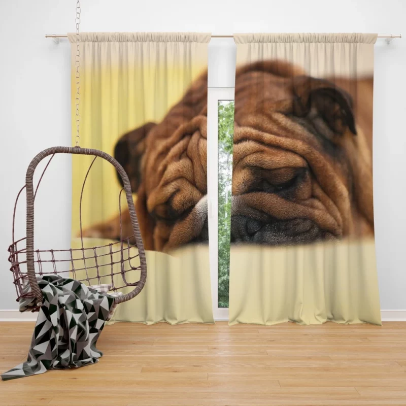 Bulldog Day Off Weary Yet Content Curtain