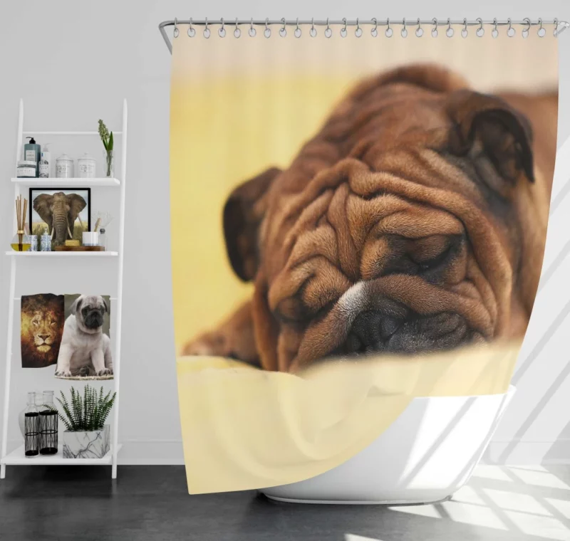 Bulldog Day Off Weary Yet Content Shower Curtain