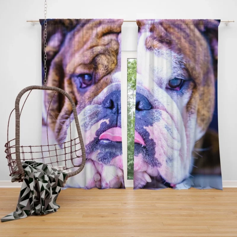 Bulldog Distinguished Muzzle Canine Charm Curtain