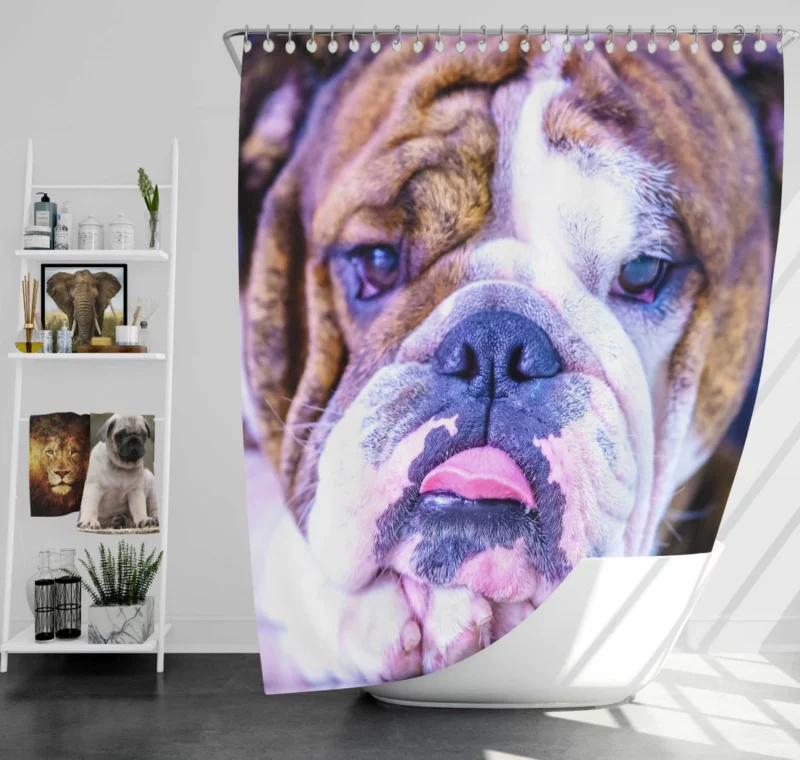 Bulldog Distinguished Muzzle Canine Charm Shower Curtain