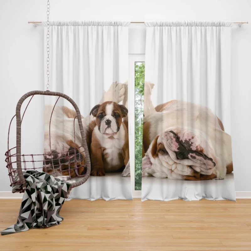 Bulldog Puppies Cute Slumber Party Curtain