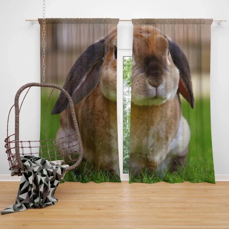 Bunny Rabbit Cute Curiosity Innocent Play Curtain