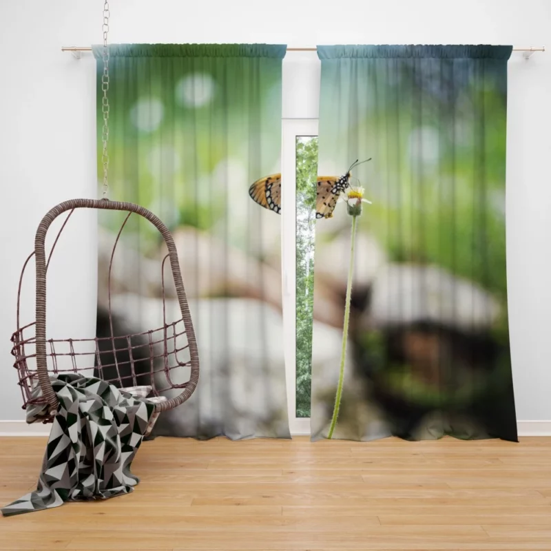 Butterfly Bokeh Beauty Insect Elegance Curtain