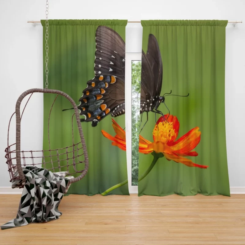 Butterfly Dance on Orange Flower Vivid Elegance Curtain