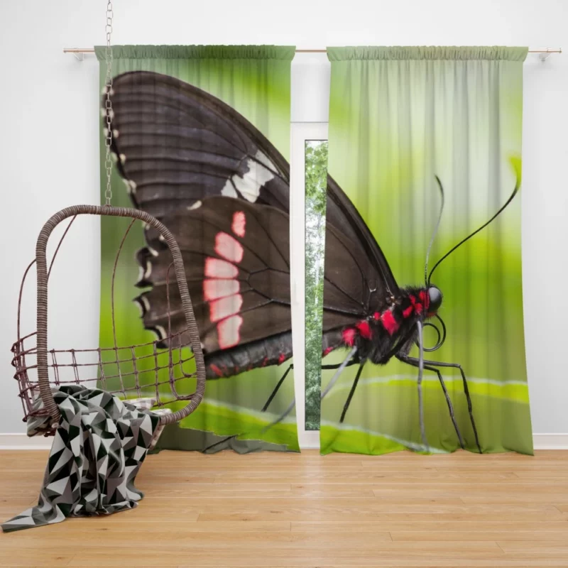 Butterfly Graceful Flight Nature Beauty Curtain