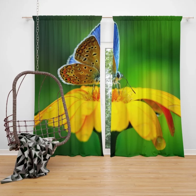 Butterfly Macro Elegance Floral Beauty Curtain