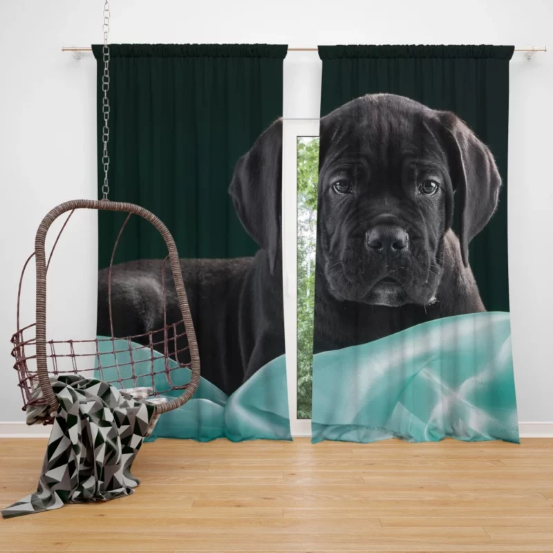 Cane Corso Baby Innocence Furry Wonder Curtain