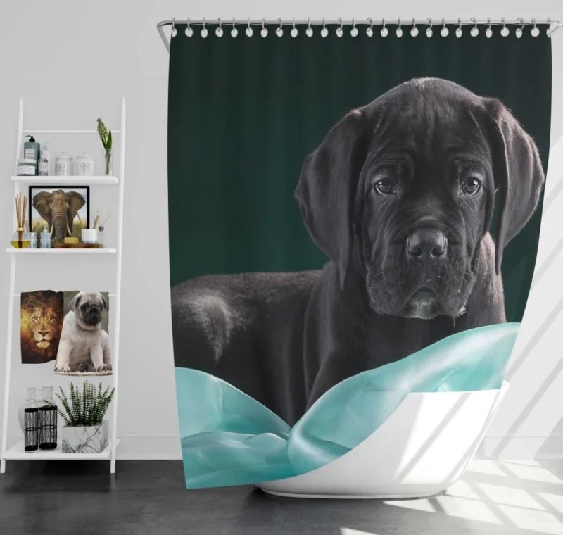 Cane Corso Baby Innocence Furry Wonder Shower Curtain