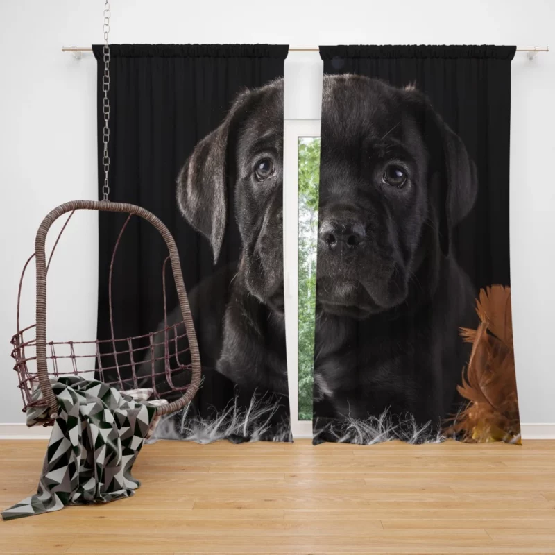 Cane Corso Baby Wonder Furry Innocence Curtain