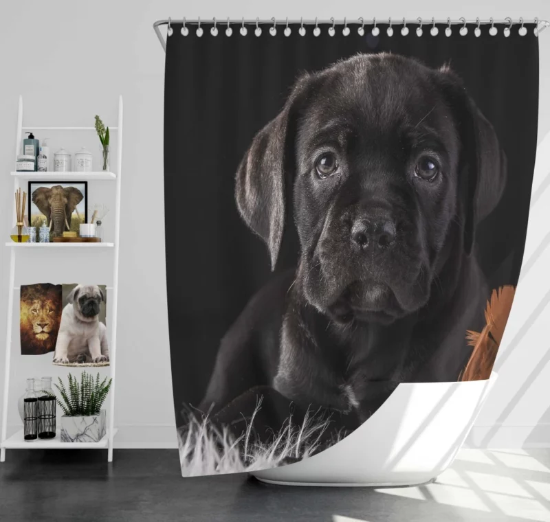 Cane Corso Baby Wonder Furry Innocence Shower Curtain