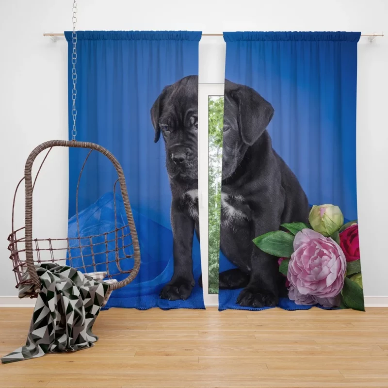 Cane Corso Puppy Baby Elegance Curtain