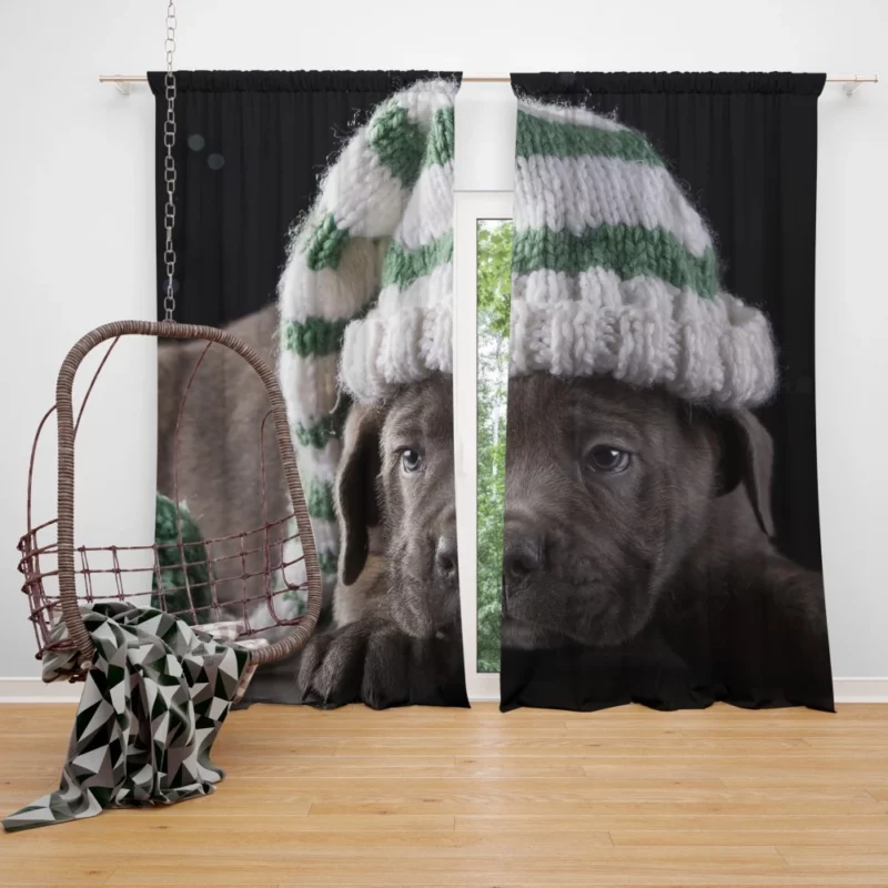 Cane Corso Puppy Charm Furry Innocence Curtain