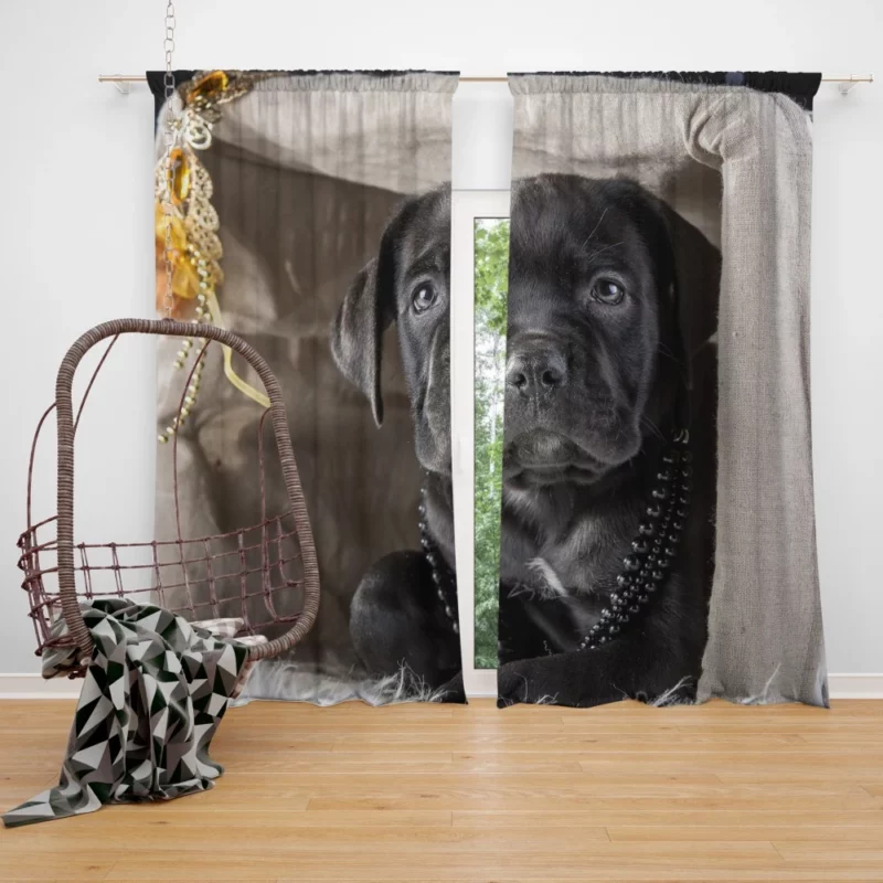 Cane Corso Puppy Innocence Canine Charm Curtain