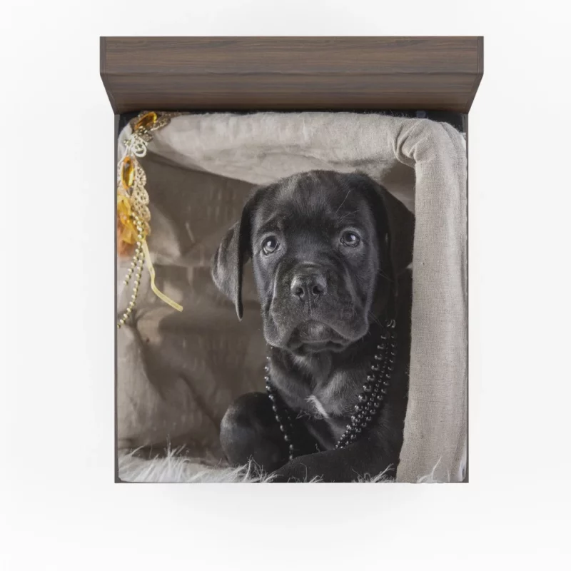 Cane Corso Puppy Innocence Canine Charm Fitted Sheet 1