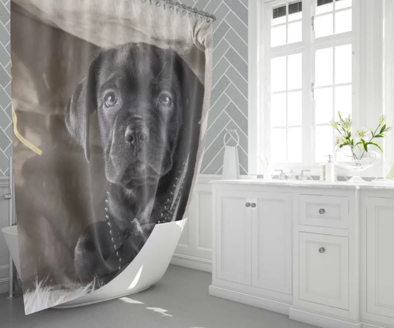 Cane Corso Puppy Innocence Canine Charm Shower Curtain 1