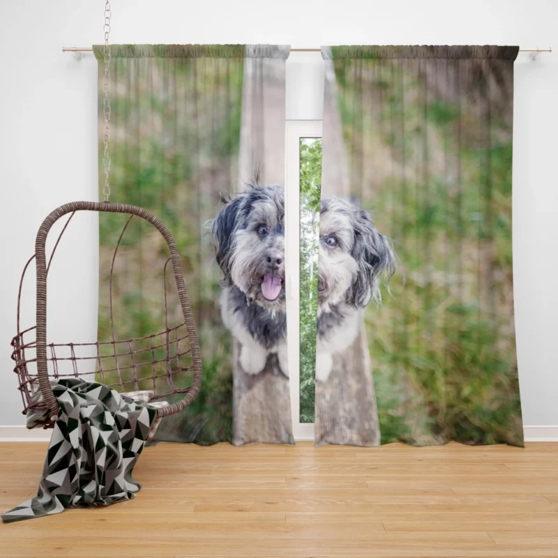 Canine Companion Furry Charisma Beloved Friend Curtain