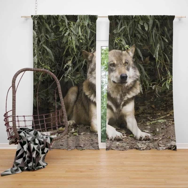 Canis Lupus Wolf Wilderness Spirit Curtain