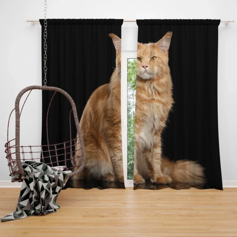 Captivating Cat Gaze Feline Enigma Curtain