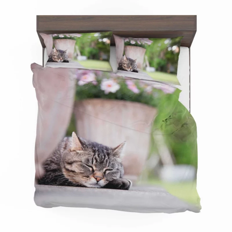 Captivating Cat Glance Bedding Set 1