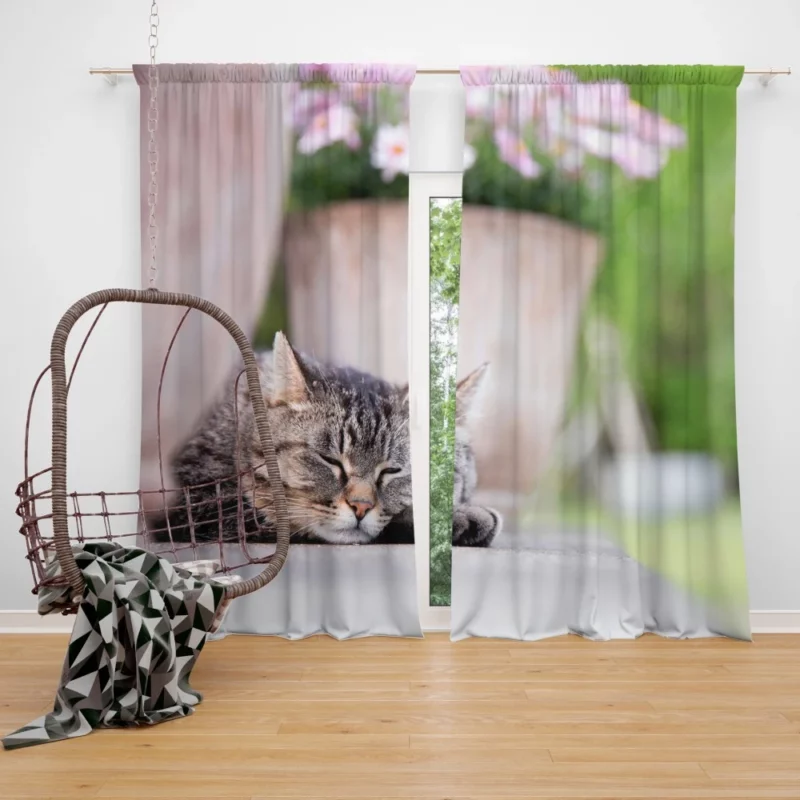 Captivating Cat Glance Curtain