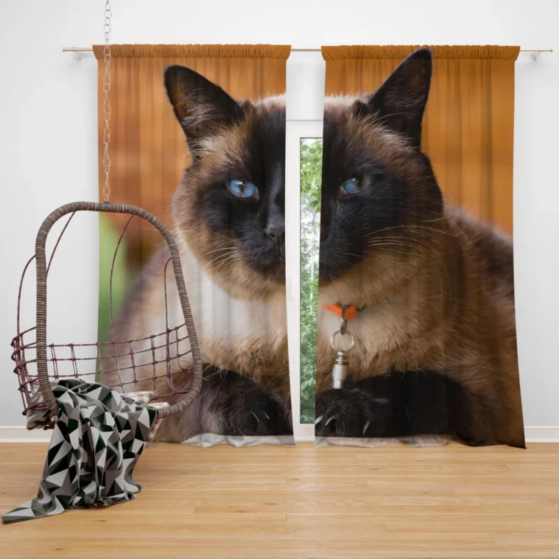 Captivating Charm Cat Aura Curtain