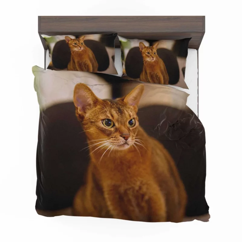 Captivating Gaze Mysterious Cat Stare Bedding Set 1