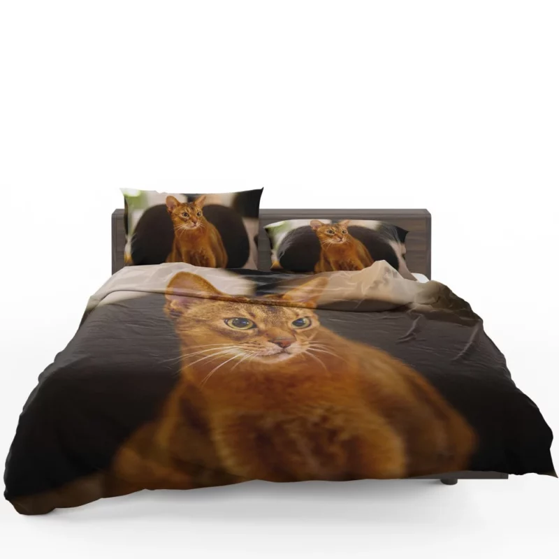 Captivating Gaze Mysterious Cat Stare Bedding Set