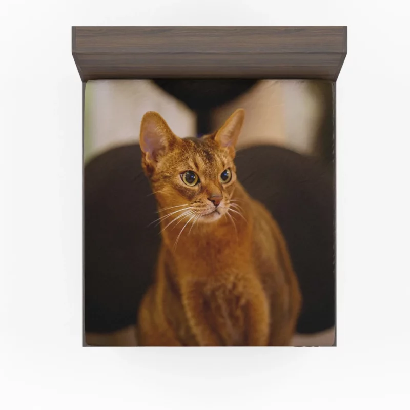 Captivating Gaze Mysterious Cat Stare Fitted Sheet 1