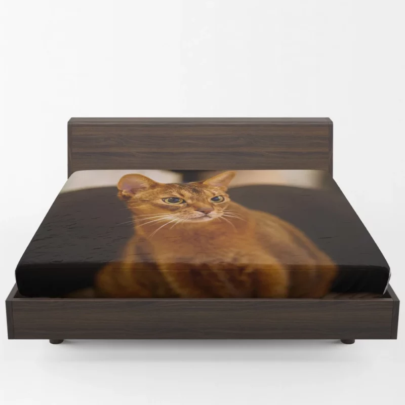 Captivating Gaze Mysterious Cat Stare Fitted Sheet