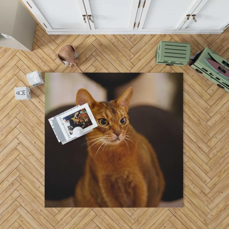 Captivating Gaze Mysterious Cat Stare Rug