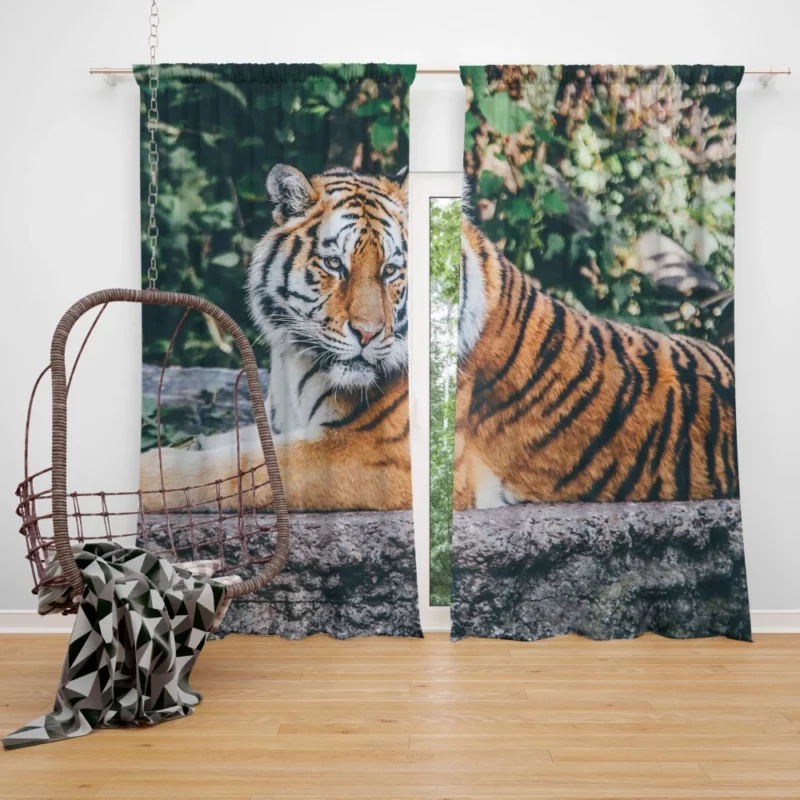 Captivating Tiger Gaze Enigmatic Intrigue Curtain