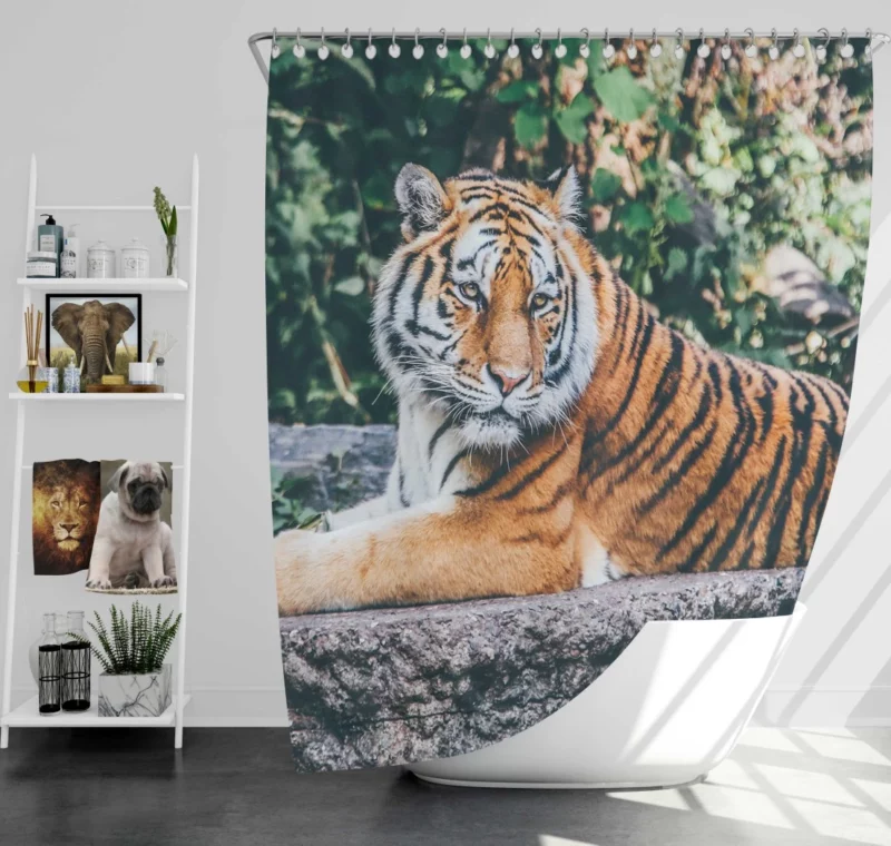 Captivating Tiger Gaze Enigmatic Intrigue Shower Curtain