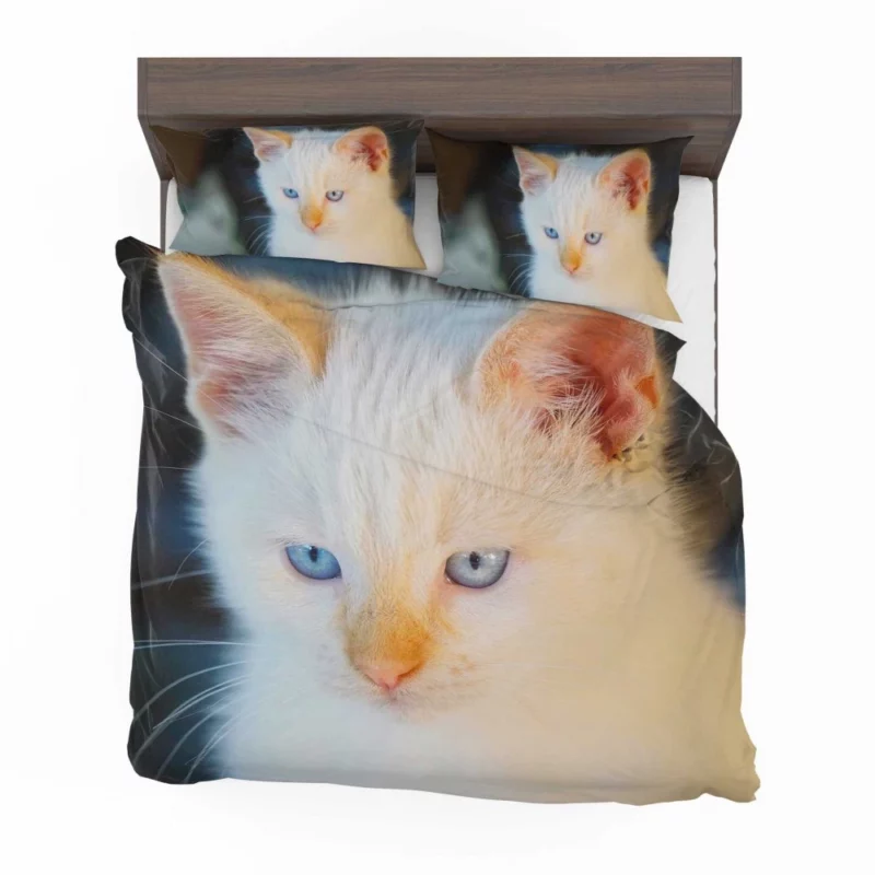 Cat Baby Gaze Feline Innocence Bedding Set 1