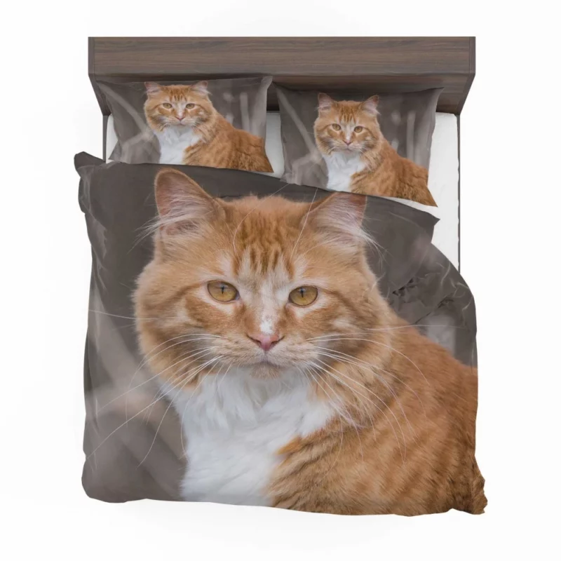 Cat Baby Gaze Innocent Charm Bedding Set 1