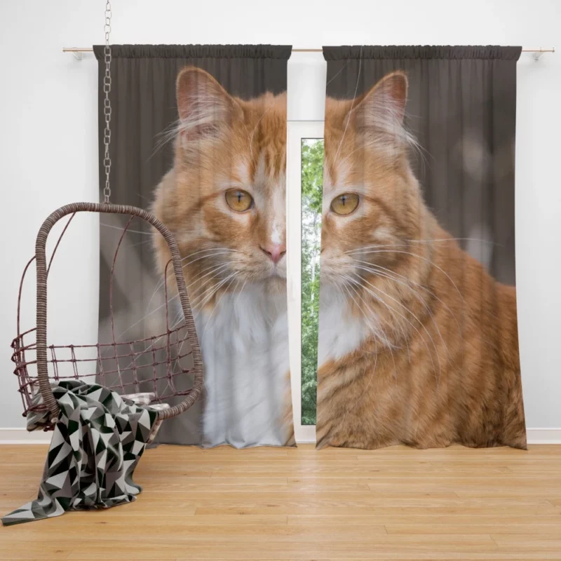 Cat Baby Gaze Innocent Charm Curtain