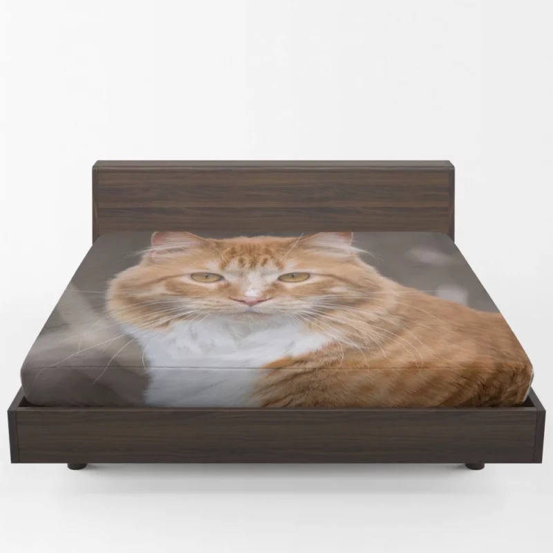 Cat Baby Gaze Innocent Charm Fitted Sheet