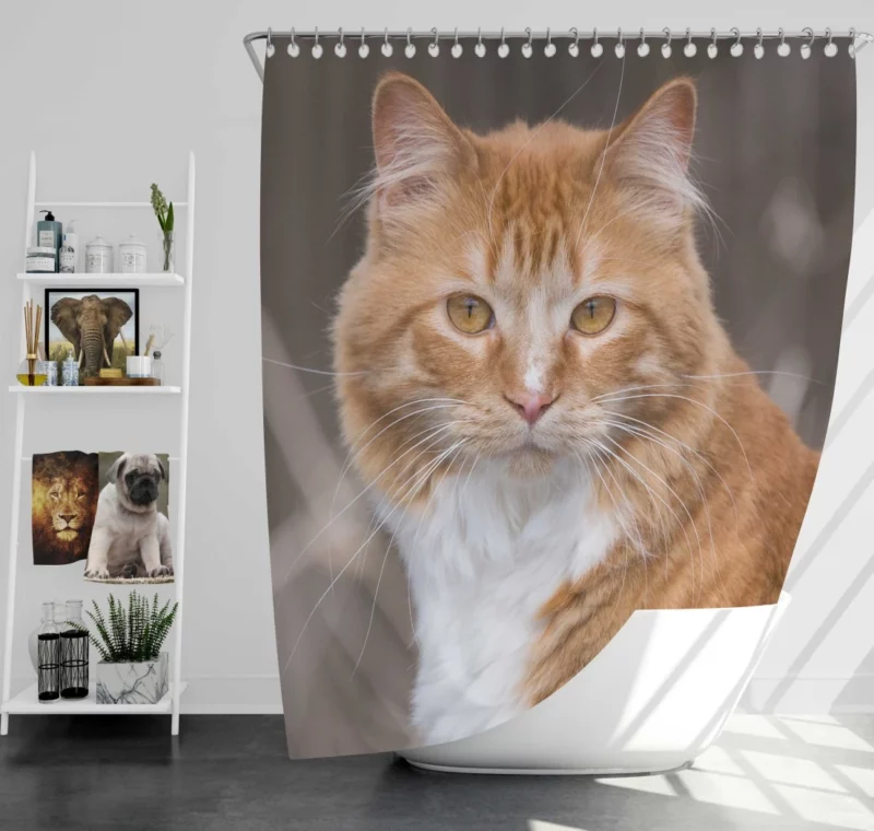 Cat Baby Gaze Innocent Charm Shower Curtain