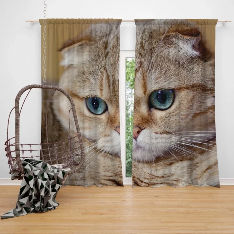 Cat Captivating Gaze Mysterious Charm Curtain